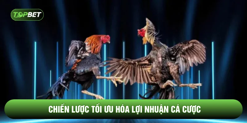 Chiến lược tối ưu hóa lợi nhuận cá cược